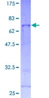 Human EIF3G Protein (Recombinant GST)