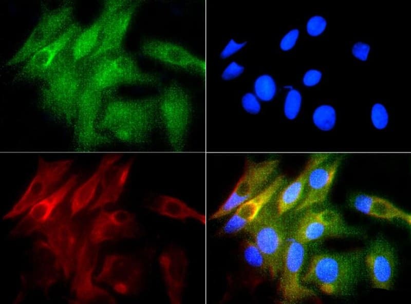 HMOX1 / HO-1 Antibody (DY650)