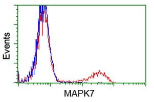 MAPK12 / ERK6 / SAPK3 Antibody (clone OTI4C1)