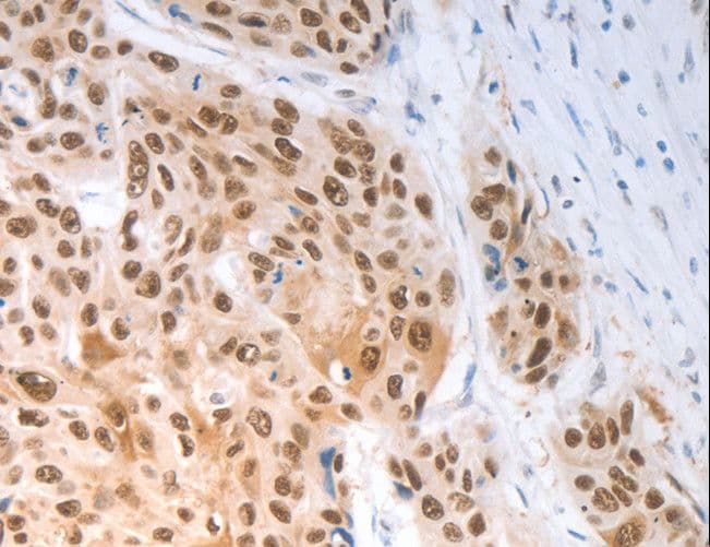 SLC22A8 / OAT3 Antibody