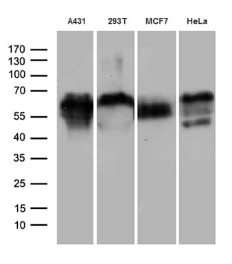 GRN / Granulin Antibody (aa327-593, clone OTI2D1)