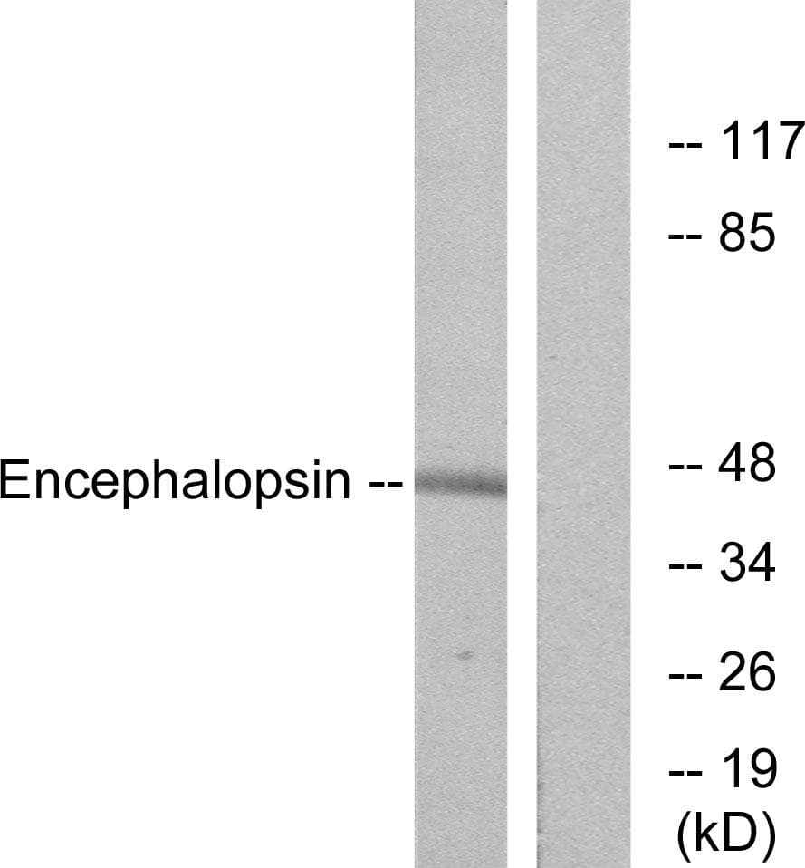 Encephalopsin / OPN3 Antibody
