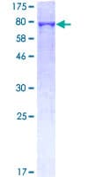 Human BPIFB1 Protein (Recombinant GST)