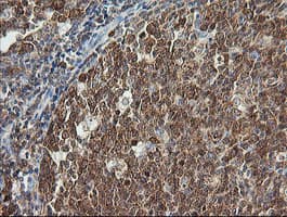 PIK3CG / PI3K Gamma Antibody (clone OTI6G5, Carrier-free)