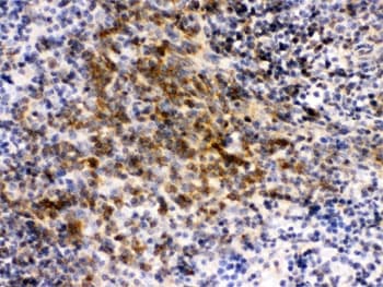EIF4A2 Antibody