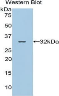 CNTN4 Antibody (aa731-980, APC)