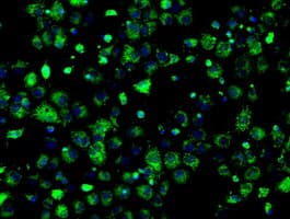 HSD17B10 / HADH2 Antibody (clone OTI11A2, Carrier-free)