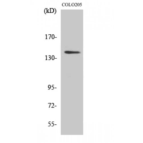 RGAG1 Antibody (1300-1380 aa, C-terminal)