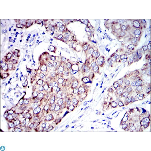AIFM1 / AIF / PDCD8 Antibody