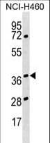 HNRNPH3 / hnRNP H3 Antibody (aa90-117)