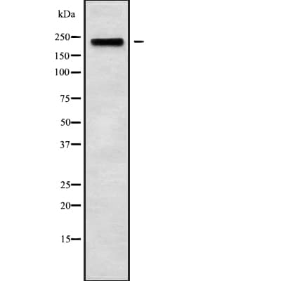 MYH3 Antibody