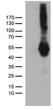 PDCD2L Antibody (clone OTI4F3)