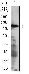 ITGA4 / VLA-4 / CD49d Antibody (clone 7E4C5)