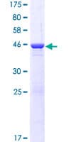 Human COMMD9 Protein (Recombinant GST)