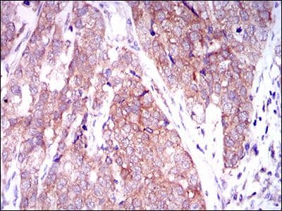 C-TAK1 / MARK3 Antibody (Amino Acid: 435-658, clone 2G12)