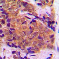 EIF4E Antibody (C-Terminus)