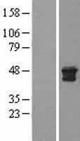 CTSD / Cathepsin D Protein (Over-Expression Lysate Myc-DDK (Flag))