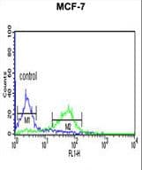 CENPN / CENP-N Antibody (aa311-339)