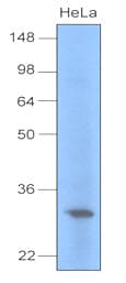 IHC-plus™ Monoclonal Mouse anti-Human UNG / Uracil DNA Glycosylase Antibody (clone K1C12, aa1-313, IHC, WB)
