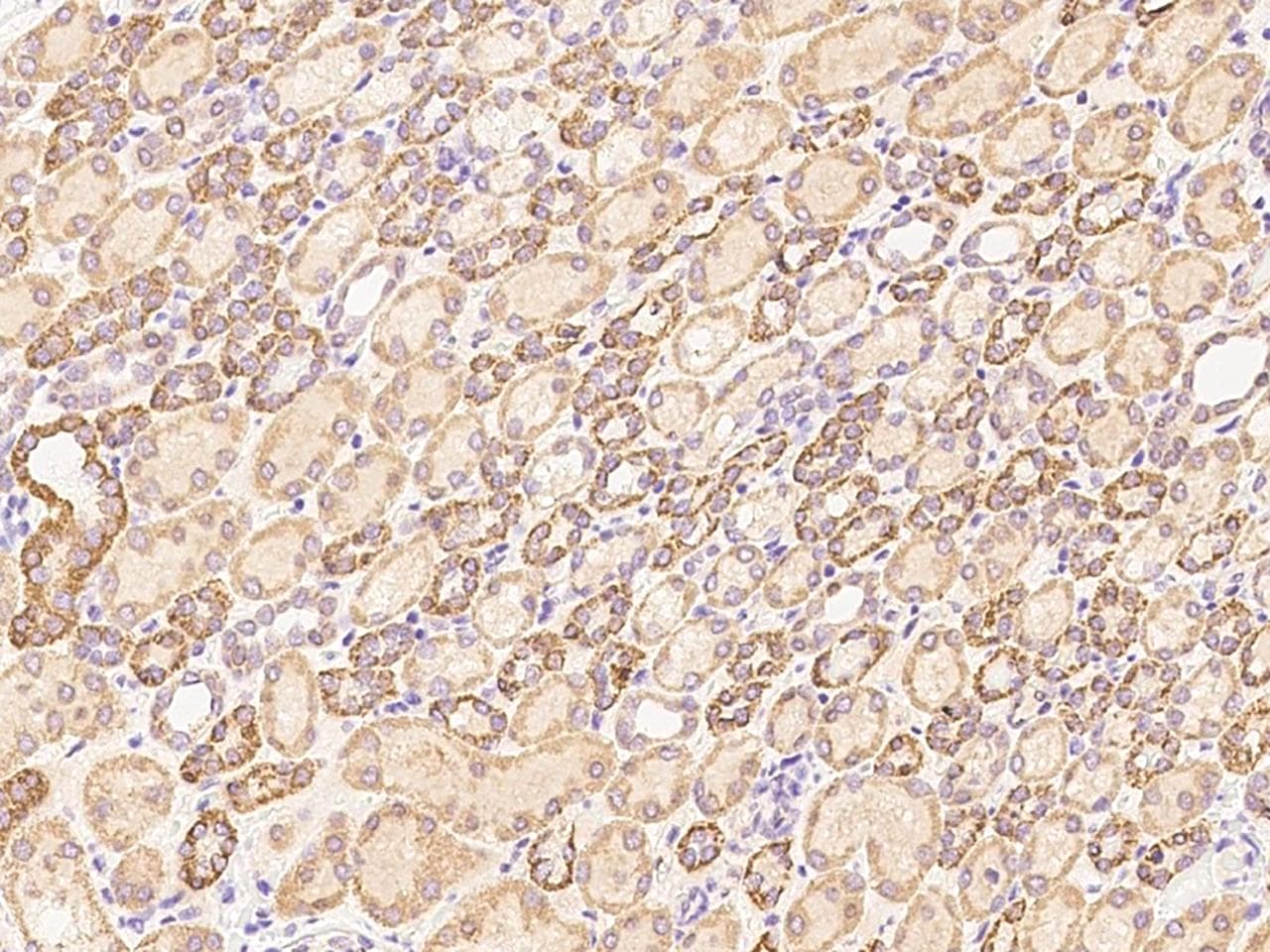 BECN1 / Beclin-1 Antibody (Preservative Free)