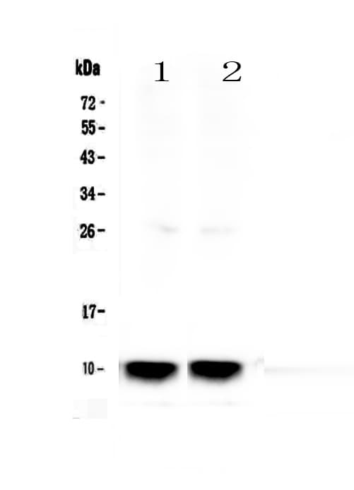 SCGB1A1 / Uteroglobin Antibody
