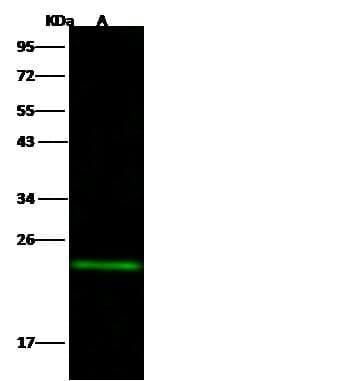 Monoclonal Rabbit anti-Human MID1IP1 Antibody (clone 005, Preservative Free, IF, WB)