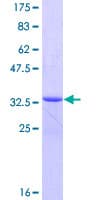 Human CARD18 / ICEBERG Protein (Recombinant GST)