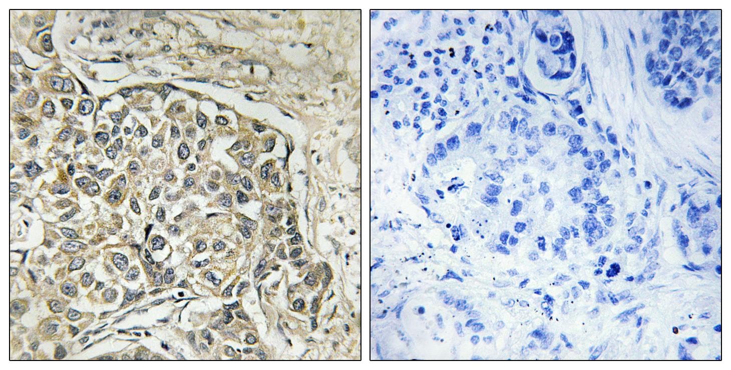 ARSD / Arylsulfatase D Antibody