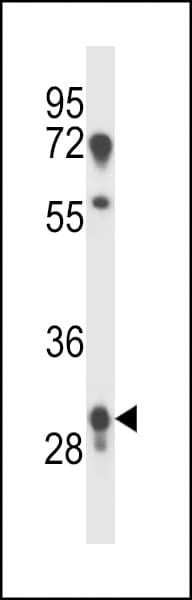 PRR18 Antibody (aa225-253)