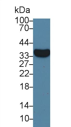 VGF Antibody (aa330-449)