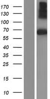 SPINT1 / HAI-1 Protein (Over-Expression Lysate Myc-DDK (Flag))