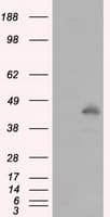 MCL1 / MCL 1 Antibody (clone OTI2D6)