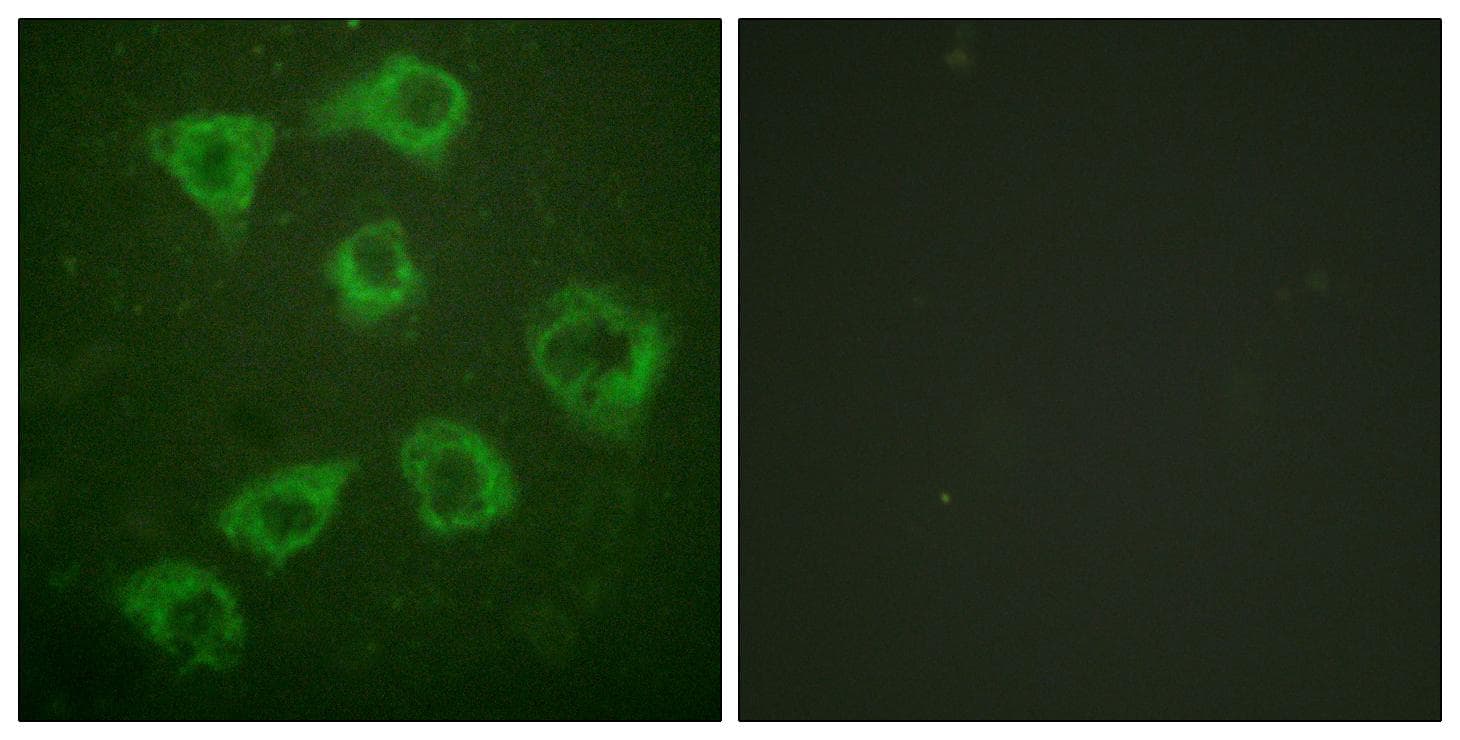 KSR1 Antibody (p392)