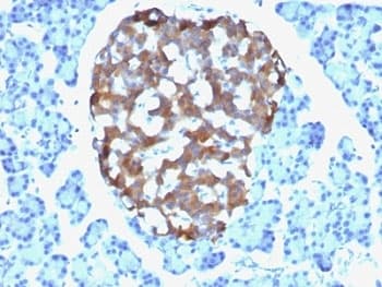 CHGA / Chromogranin A Antibody (clone CHGA/765, Ready-to-Use)