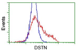 DSTN / Destrin Antibody (clone OTI2F7)