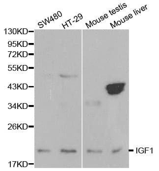 IGF1 Antibody