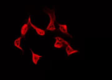 AD037 / RASSF4 Antibody