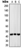 SLC16A13 Antibody (C-Terminus)