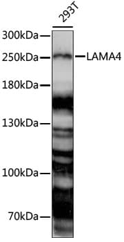 Polyclonal Rabbit anti-Human LAMA4 / Laminin Alpha 4 Antibody (WB)