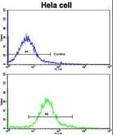 CA9 / Carbonic Anhydrase IX Antibody (aa113-143)