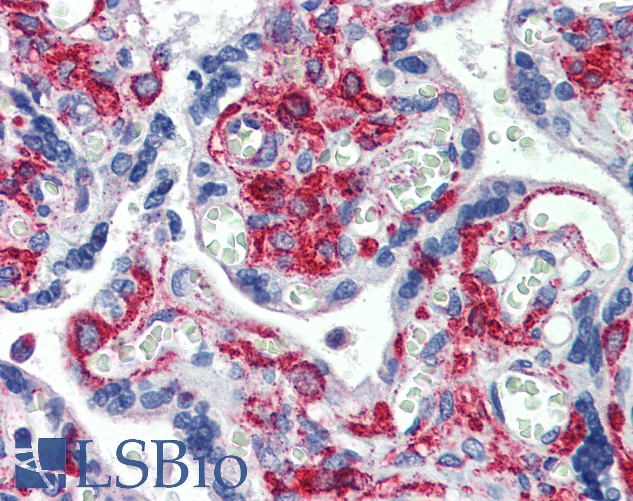 GPR6 Antibody (N-Terminus, FITC)