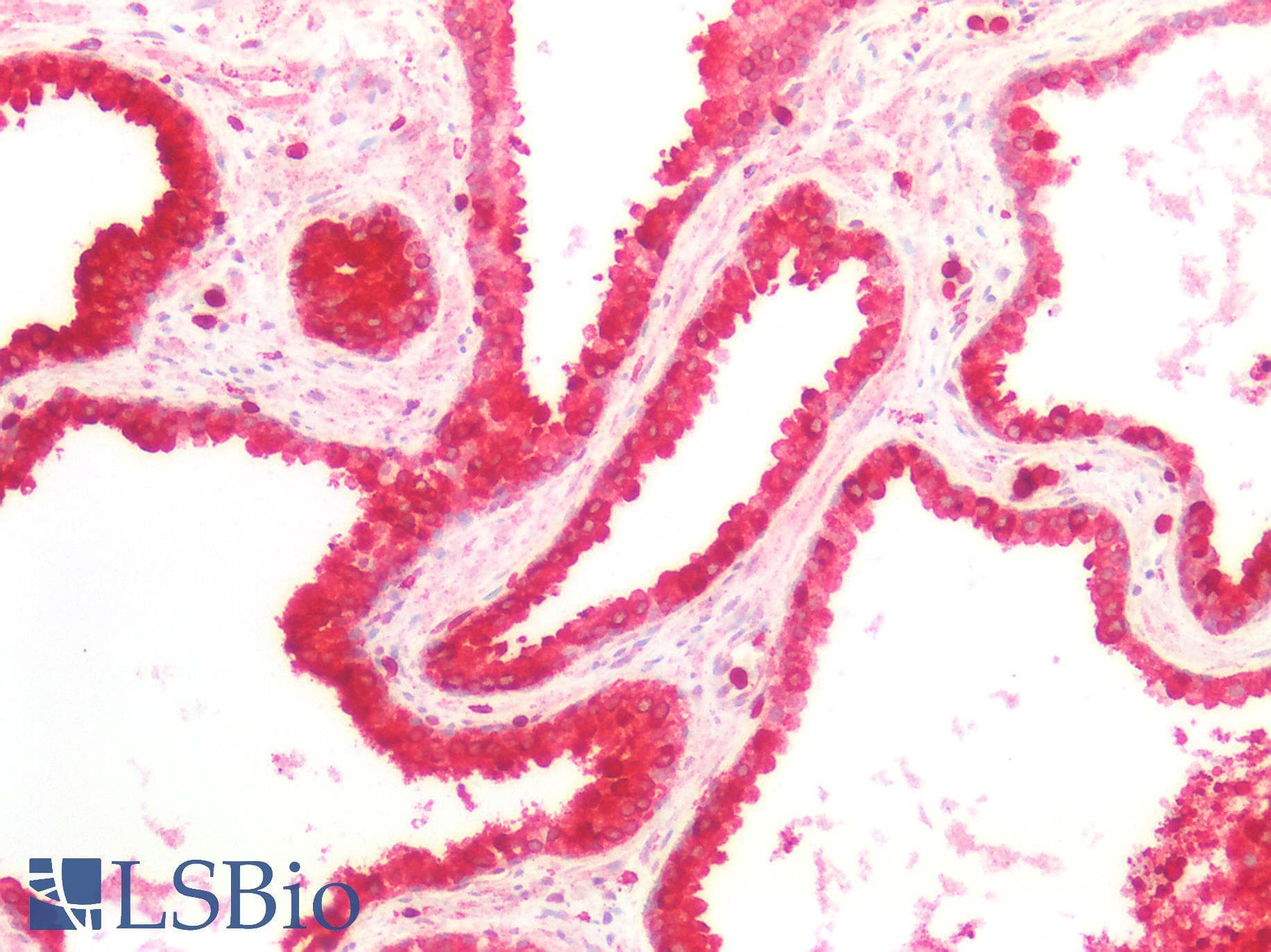 IHC-plus™ CD95 / FAS Antibody