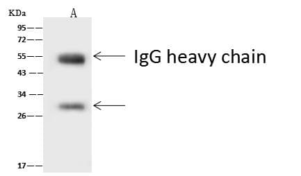 ASCL1 / MASH1 Antibody