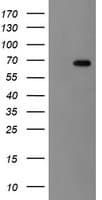 GCP60 / ACBD3 Antibody (clone OTI5F9)
