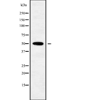 POU3F3 / BRN1 Antibody