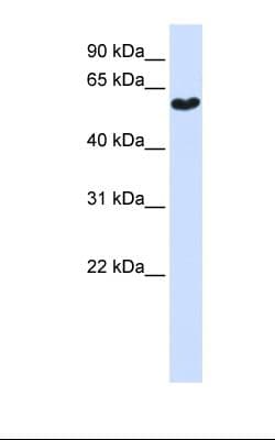 SYT3 / Synaptotagmin 3 Antibody (aa74-123)
