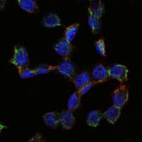 Monoclonal Mouse anti-Human CD105 Antibody (clone 3A9, IHC, IF, WB)