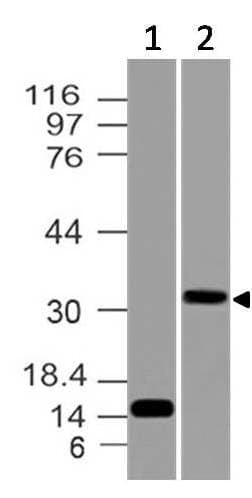 CD274 / B7-H1 / PD-L1 Antibody
