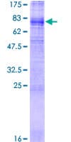 Human SLC43A1 Protein (Recombinant GST)