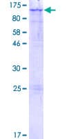 Human LARGE Protein (Recombinant GST)
